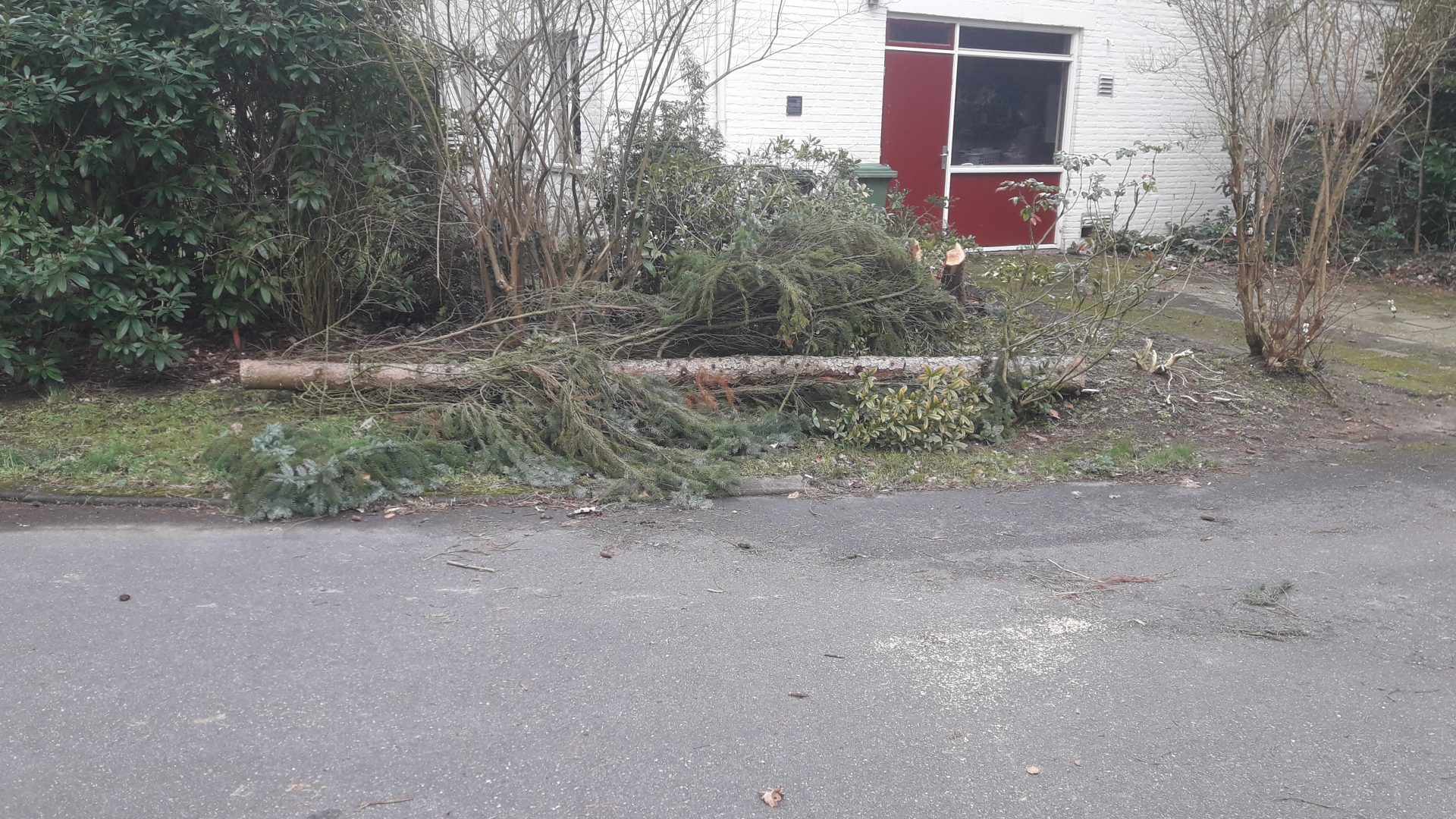 Een omgevallen boom na storm Dennis