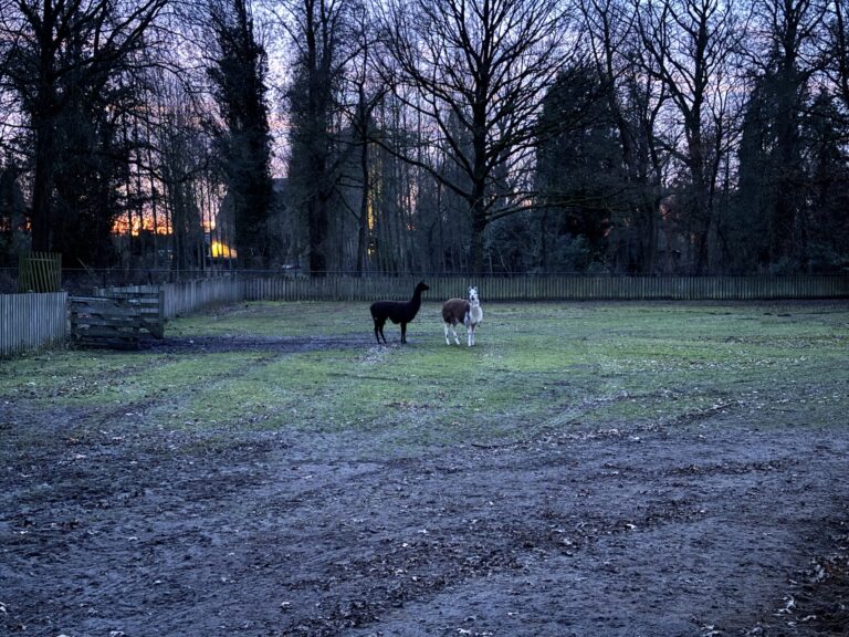 Twee nieuwe dieren nemen intrek in Hertenkamp