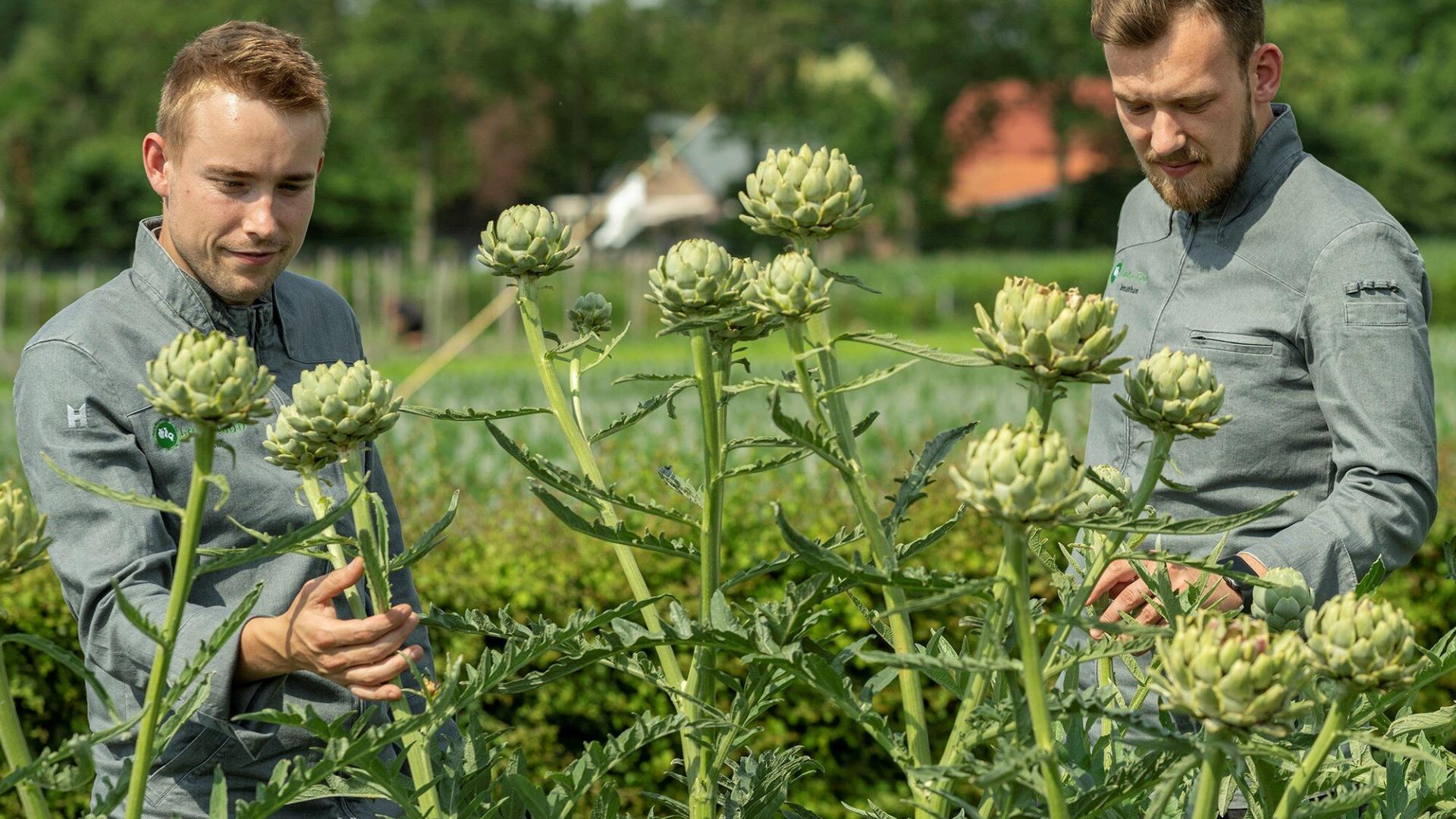 Thijs Valckx en Jonathan Franken van Local Food in een veld met artisjoken