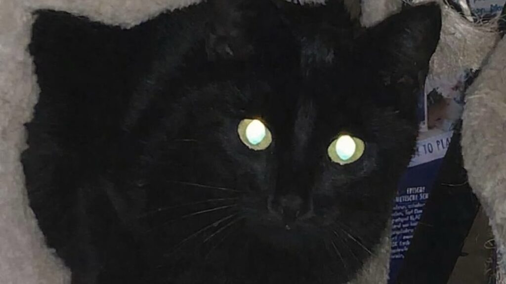 Politie zoekt getuigen na dood kater door hagelgeweer