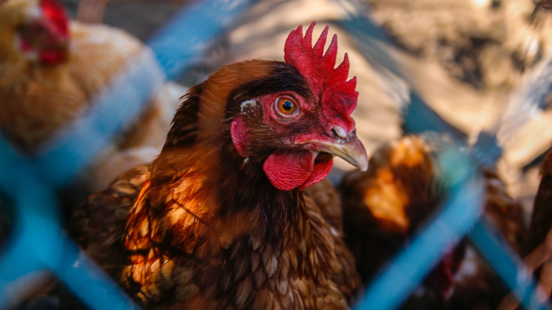 Kippen zonder vogelgriep achter een hek
